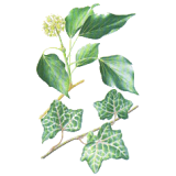 Lierre Grimpant en gélules (Hedera helix)