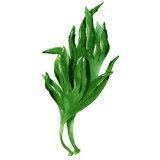 Lithotamne algue en gélules (Lithothamnium calcareum)
