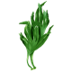 Lithotamne algue en gélules