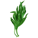 Lithotamne algue en gélules