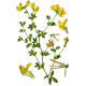 Lotier en gélules (Lotus corniculatus)