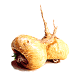 Maca Bio en gélules (Lepidium meyenii*)