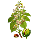 Marron d'Inde Bio en gélules *
