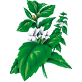 Marrube blanc en gélules (Marrubium vulgare)