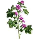 Mauve fleurs en gélules (Malva sylvestris)