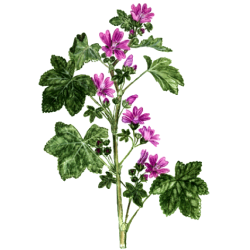 Mauve fleurs gélules Pullulan