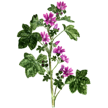 Mauve fleurs gélules Pullulan