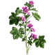 Mauve fleurs gélules Pullulan