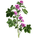 Mauve fleurs gélules Pullulan