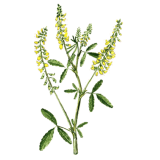 Mélilot officinal en gélules (Melilotus officinalis)
