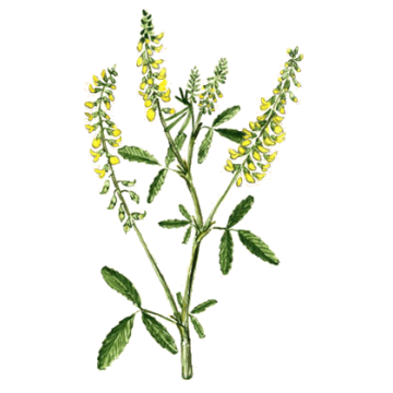 Melilot Jaune gélules Pullulan Melilot Jaune gélules Pullulan