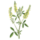 Mélilot officinal en gélules (Melilotus officinalis)