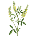 Melilot Jaune gélules Pullulan