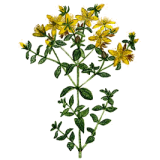 Millepertuis Bio en gélules (Hypericum perforatum)