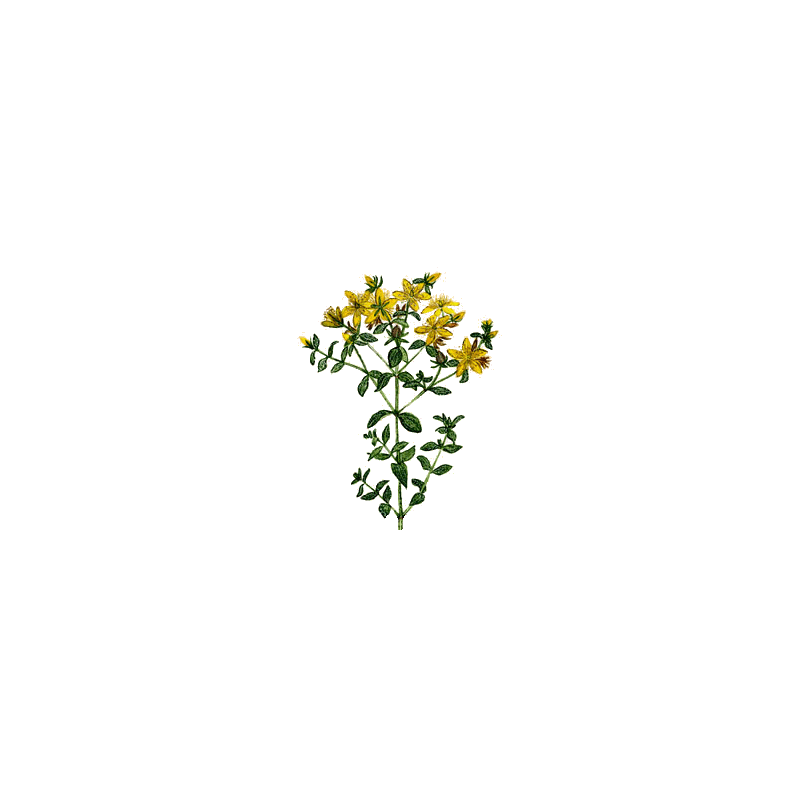 Millepertuis Bio en gélules (Hypericum perforatum)