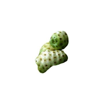Noni Fruit en gélules Pullulan