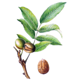 Noyer feuille en gélules (Juglans regia)