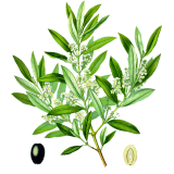 Olivier feuille Bio en gélules (Olea europaea)