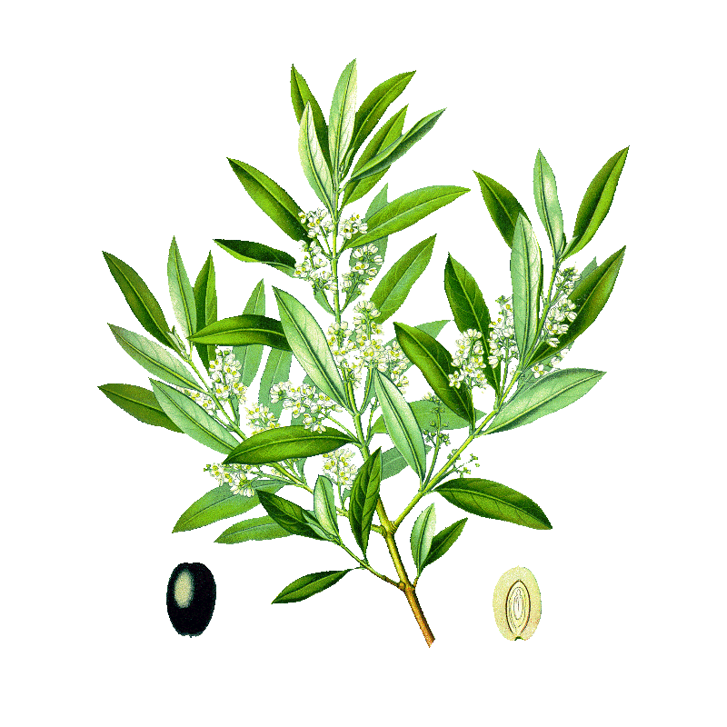 Olivier feuille Bio en gélules (Olea europaea)