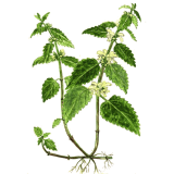 Ortie Blanche ou Lamier en gélules (Lamium album)