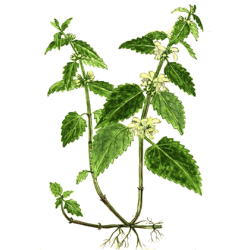 Ortie Blanche en gélules