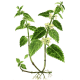 Ortie Blanche en gélules