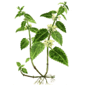 Ortie Blanche en gélules