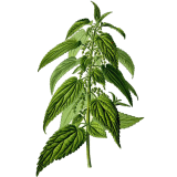 Ortie Piquante feuille Bio en gélules (Urtica dioïca)