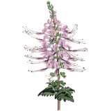 Orthosiphon Bio en gélules (Orthosiphon stamineus)