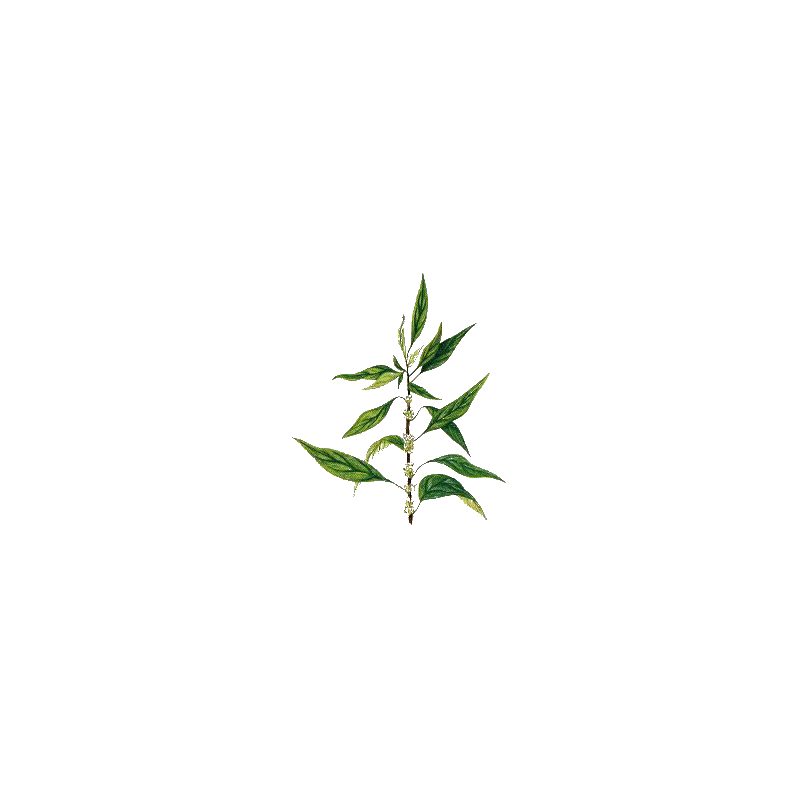 Pariétaire en gélules (Parietaria officinalis)