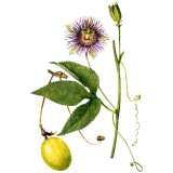 Passiflore bio en gélules (Passiflora incarnata)