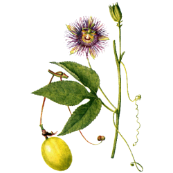 Passiflore bio en gélules *