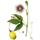 Passiflore bio en gélules (Passiflora incarnata)