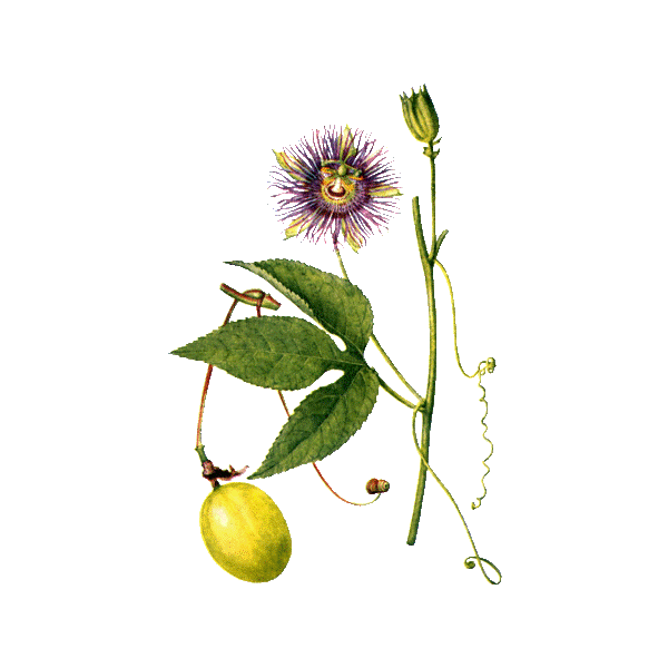 Tisane de Passiflore Bio - Passiflora incarnata - partie aérienne