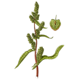 Patience racine en gélules (Rumex patienta)