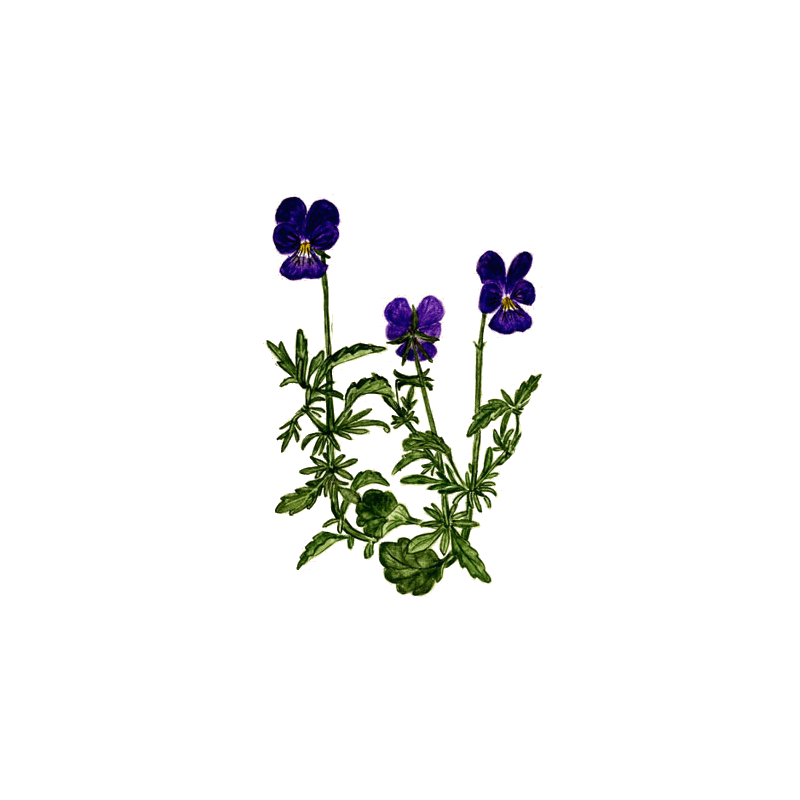 Pensée Sauvage Bio (Viola tricolor)