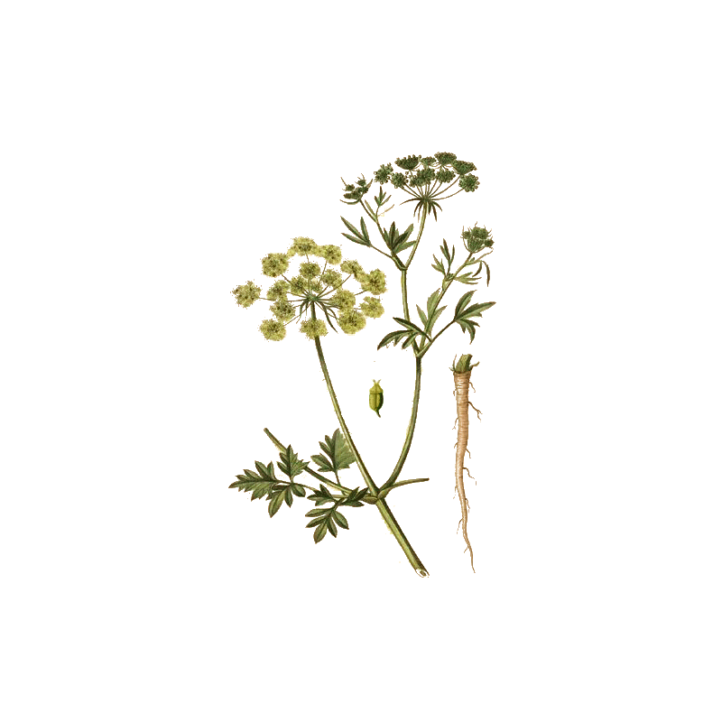 Persil racine en gélules (Petroselinum sativum)