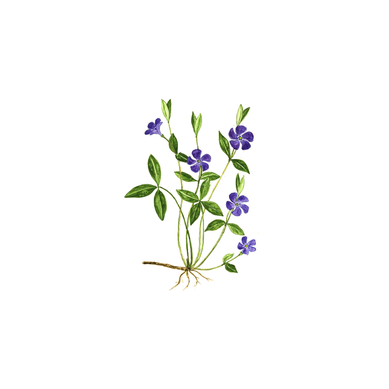 Petite Pervenche en gélules (Vinca minor)