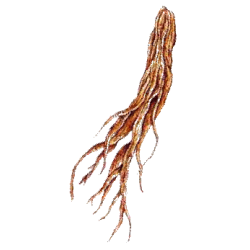 Pfaffia Ginseng Brésilien gélules Pullulan