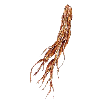 Pfaffia Ginseng Brésilien gélules Pullulan