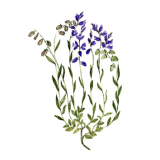Polygala en gélules pour les bronches et poumons (Polygala tenuifolia)