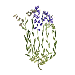 Polygala en gélules