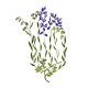 Polygala en gélules