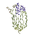Polygala en gélules
