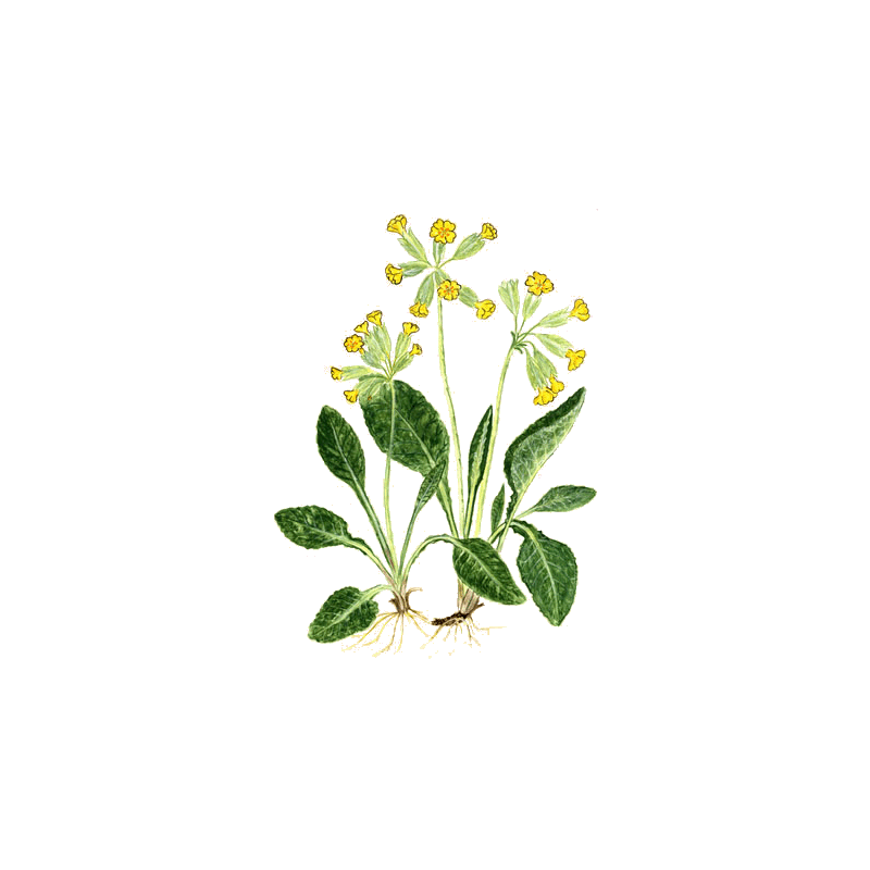 Primevère Officinale en gélules (Primula veris - "officinalis")