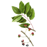 Pygeum Africanum en gélules (Prostate)