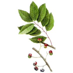 Pygeum Africanum gélules Pullulan