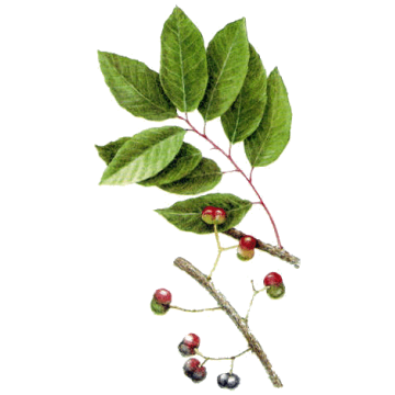 Pygeum Africanum gélules Pullulan