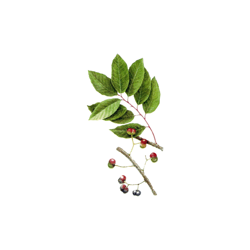 Pygeum Africanum en gélules (Prostate)