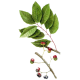 Pygeum Africanum gélules Pullulan